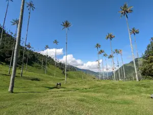 Cocora Valley Trail