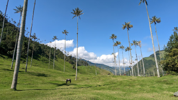 Cocora Valley Anticlockwise Trail Head