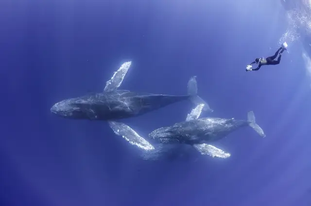 Hawaii Diving Experience
