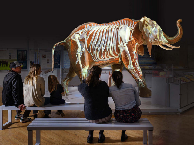 The Secret World of Elephants | American Museum of Natural History