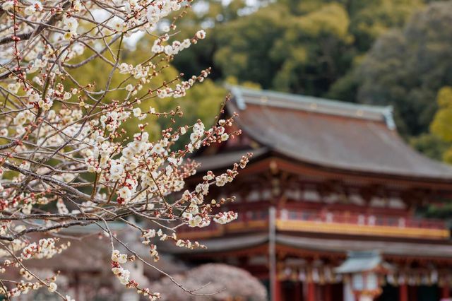 太宰府天滿宮梅花節 | 太宰府天滿宮