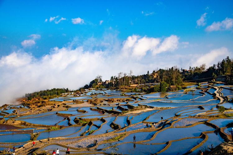 紅河ハニ棚田の文化的景観｜山肌に広がる壮大な棚田の絶景