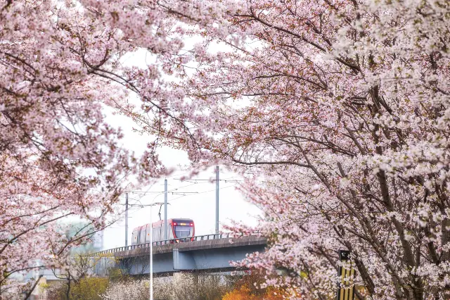 Cherry Blossom Viewing in Suzhou