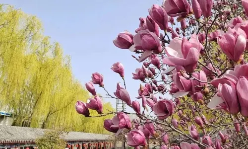 พื้นที่ท่องเที่ยวทะเลสาปเหว่ยชาน