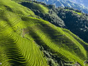 Longji Rice Terraces Scenic Area-Jinkeng Rice Terraces