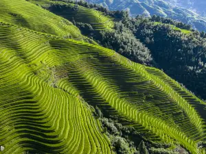 Longji Terraces의 인기 패밀리 추천 명소