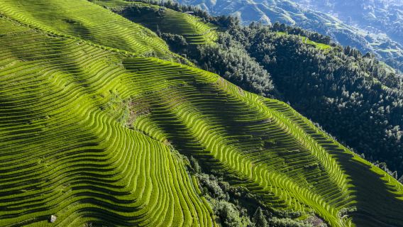 Longji Rice Terraces Scenic Area-Jinkeng Rice Terraces