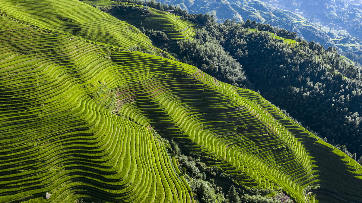 Longji Rice Terraces Scenic Area-Jinkeng Rice Terraces