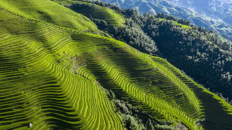 Hotels near Jinkeng Rice Terraces
