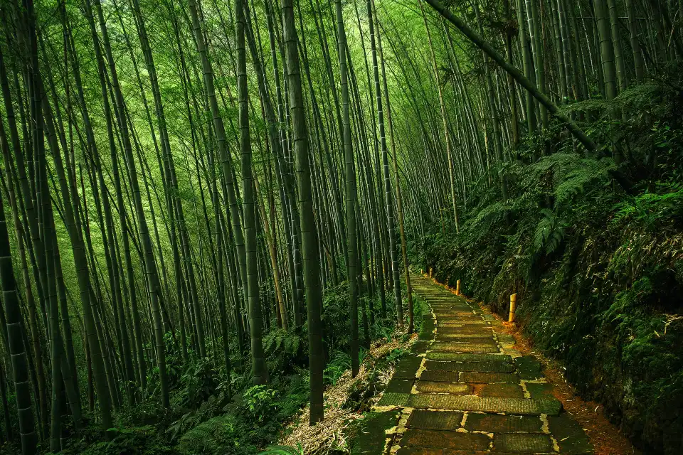 4_Southen Sichuan Bamboo Sea
