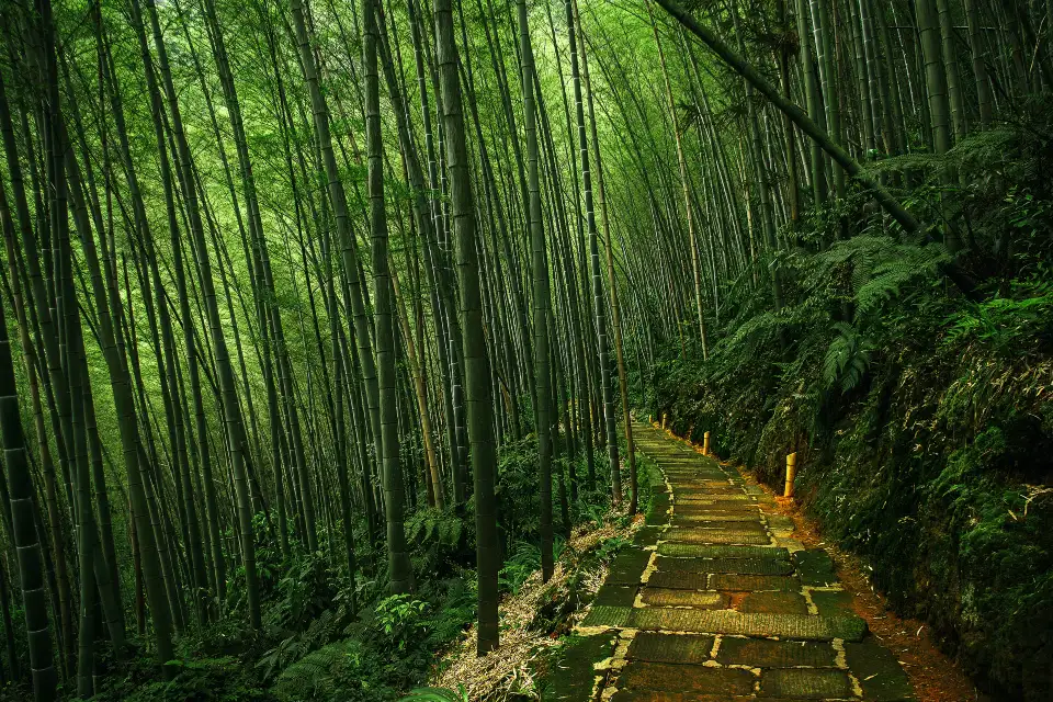 4_Southen Sichuan Bamboo Sea