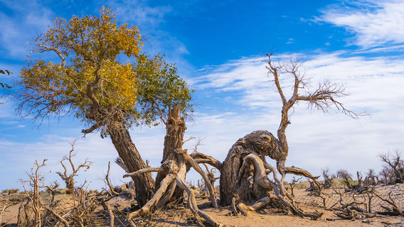 ป่าประหลาด