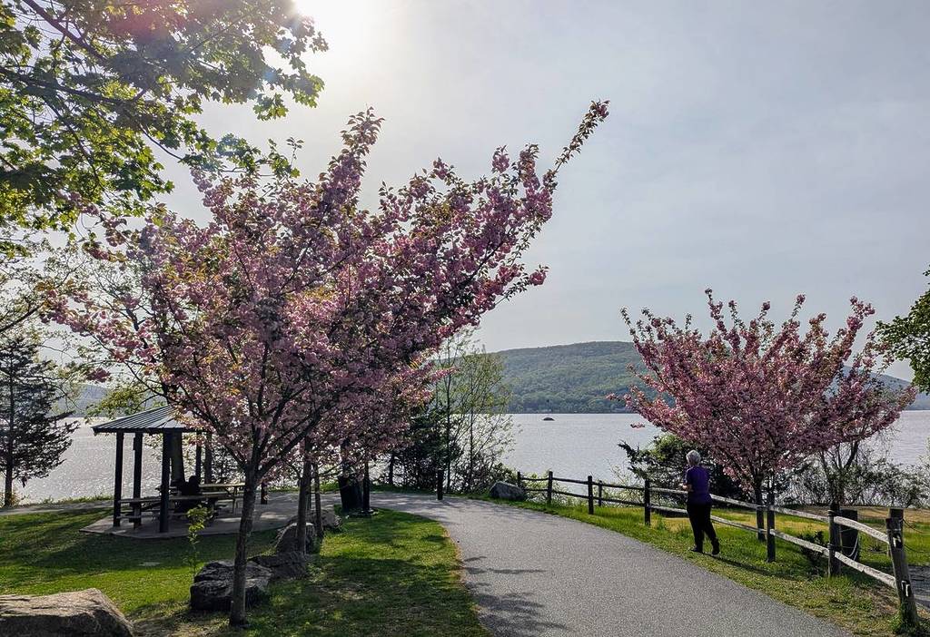 The Peekskill Cherry Blossom Festival | Peekskill