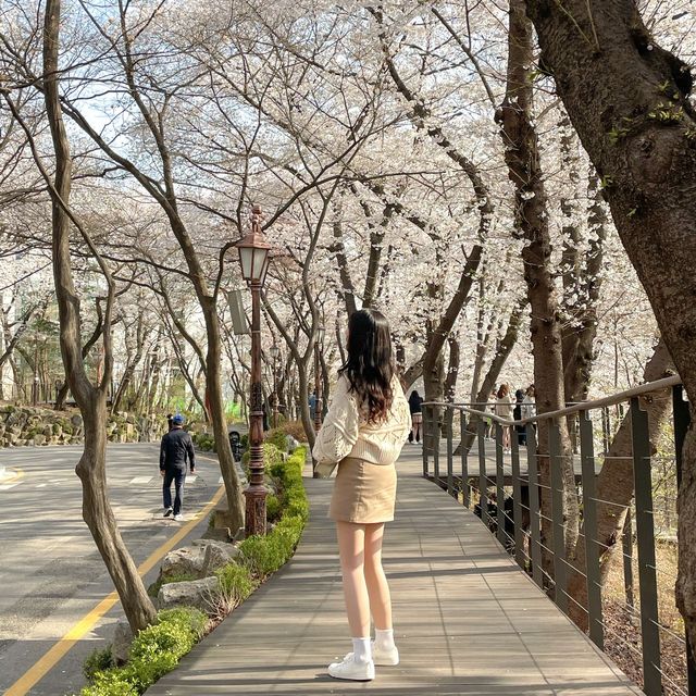 벚꽃팝콘 맛집 '경희대 서울캠퍼스'