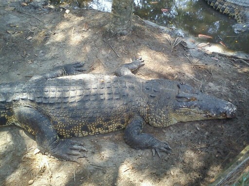 Miri Crocodile Farmのレビュー Miri Crocodile Farmのチケット Miri Crocodile Farmの割引 Miri Crocodile Farmの交通機関 所在地 営業時間 Miri Crocodile Farm周辺の観光スポット ホテル グルメ Trip Com Miri Crocodile Farmのレビュー Miri Crocodile Farmのチケット Miri Crocodile Farmの割引 Miri Crocodile Farmの交通機関 所在地 営業時間 Miri Crocodile Farm周辺の観光スポット ホテル グルメ Trip Com