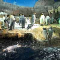 【 可以觀賞到鯨鯊的水族館 】
