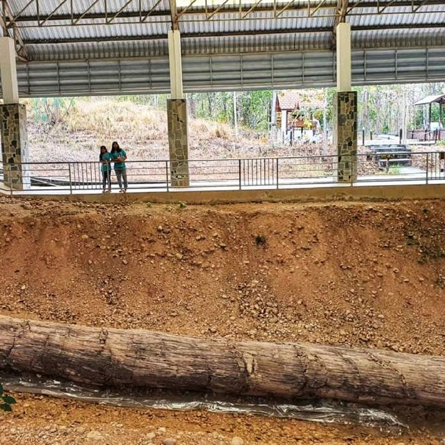 ต้นไม้กลายเป็นหิน​ ยาวที่สุดในโลก