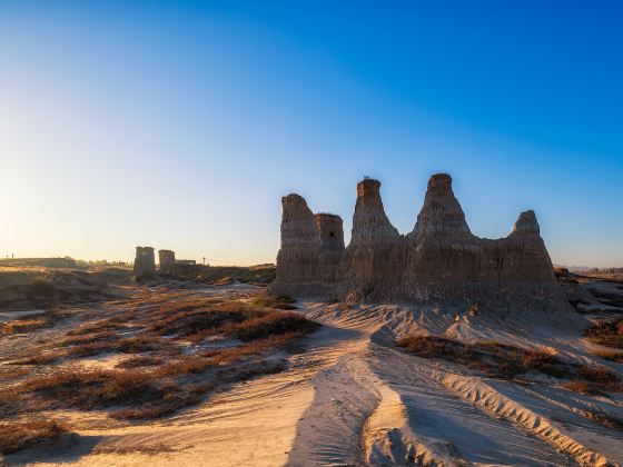 Datong Soil Forest