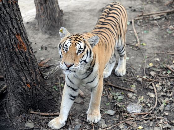 東北莊野生動物園