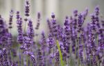 Princess Jieyou's Lavender Garden