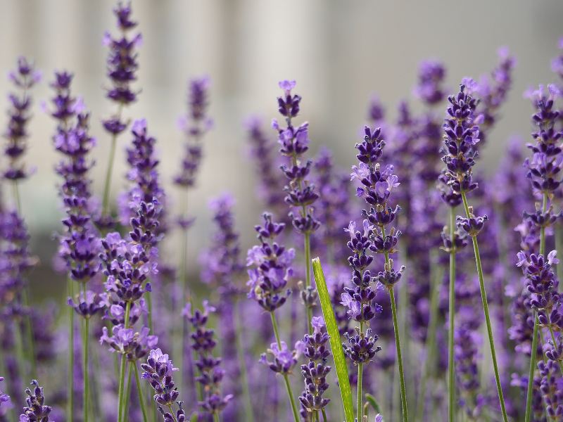 Princess Jieyou's Lavender Garden