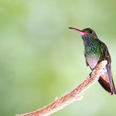 Las Cuevas Biological Station周辺のホテル