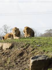 約克郡野生動物園