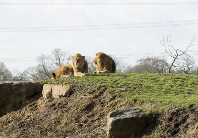 約克郡野生動物園