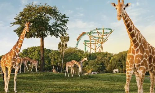Busch Gardens Tampa Bay