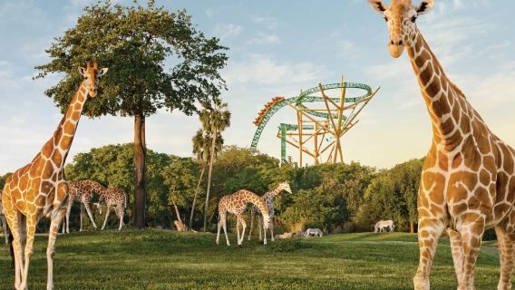 Busch Gardens Tampa Bay