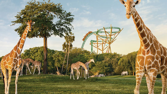 Busch Gardens Tampa Bay
