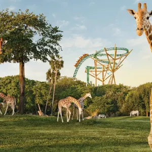 Busch Gardens Tampa Bay