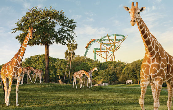 Busch Gardens Tampa Bay