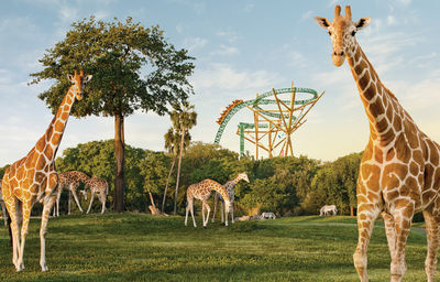 Busch Gardens Tampa Bay