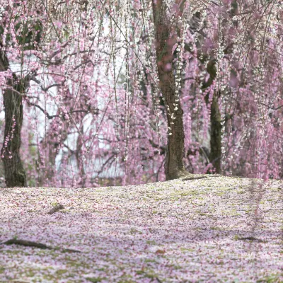 天然温泉 岩木桜の湯 ドーミーイン弘前