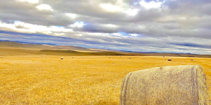 Jingxi Grassland
