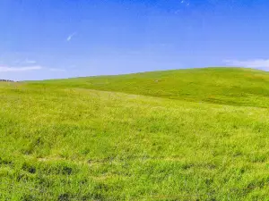 Damaying Grassland