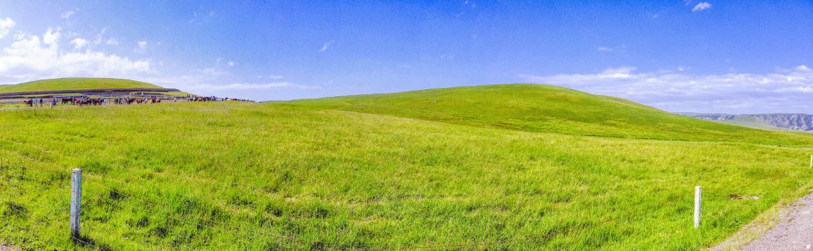 Damaying Grassland