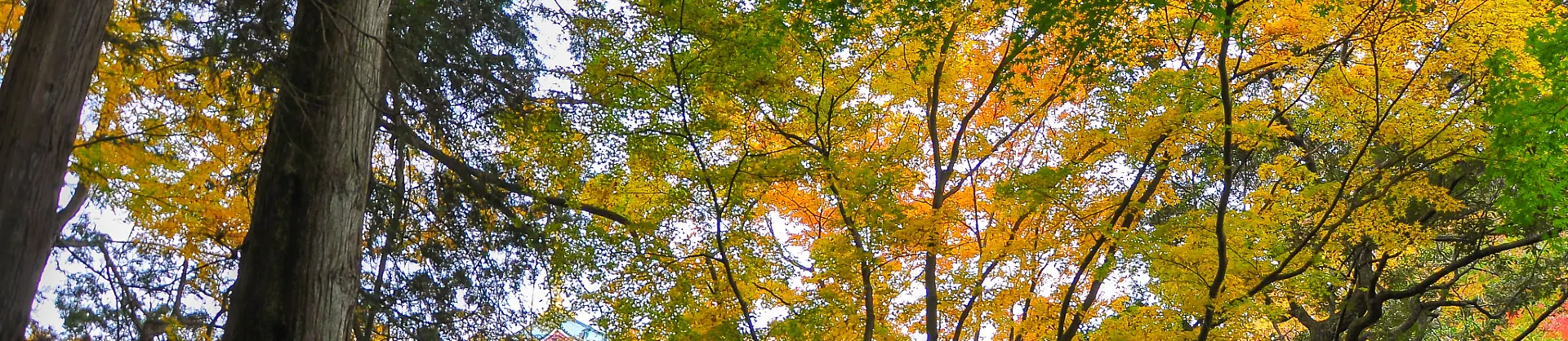 Attrazioni per la visione autunnale