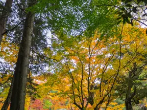 Attrazioni per la visione autunnale a Prefettura di Chiba: le opzioni più popolari