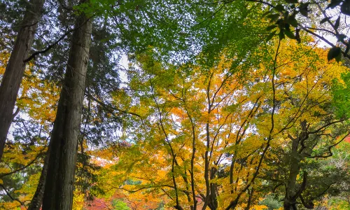 Naritasan Shinsho-ji
