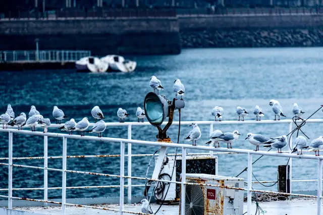 Seagull Watching in Qingdao