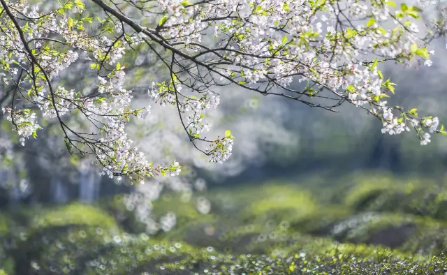 Cherry Blossom Viewing in Jiangxi