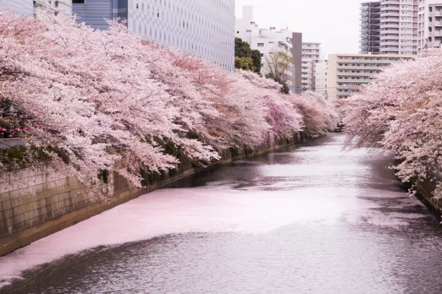 中目黑櫻花節 | 東京