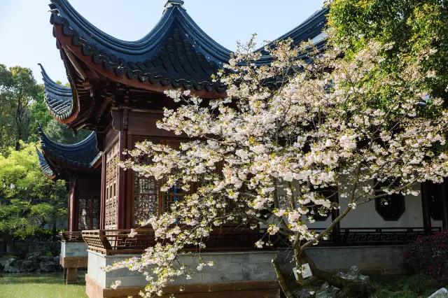 Cherry Blossom Viewing in Suzhou