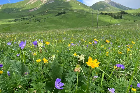 Tangbula Grassland