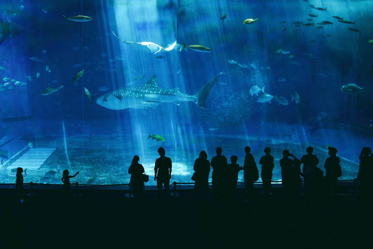 沖繩美麗海水族館