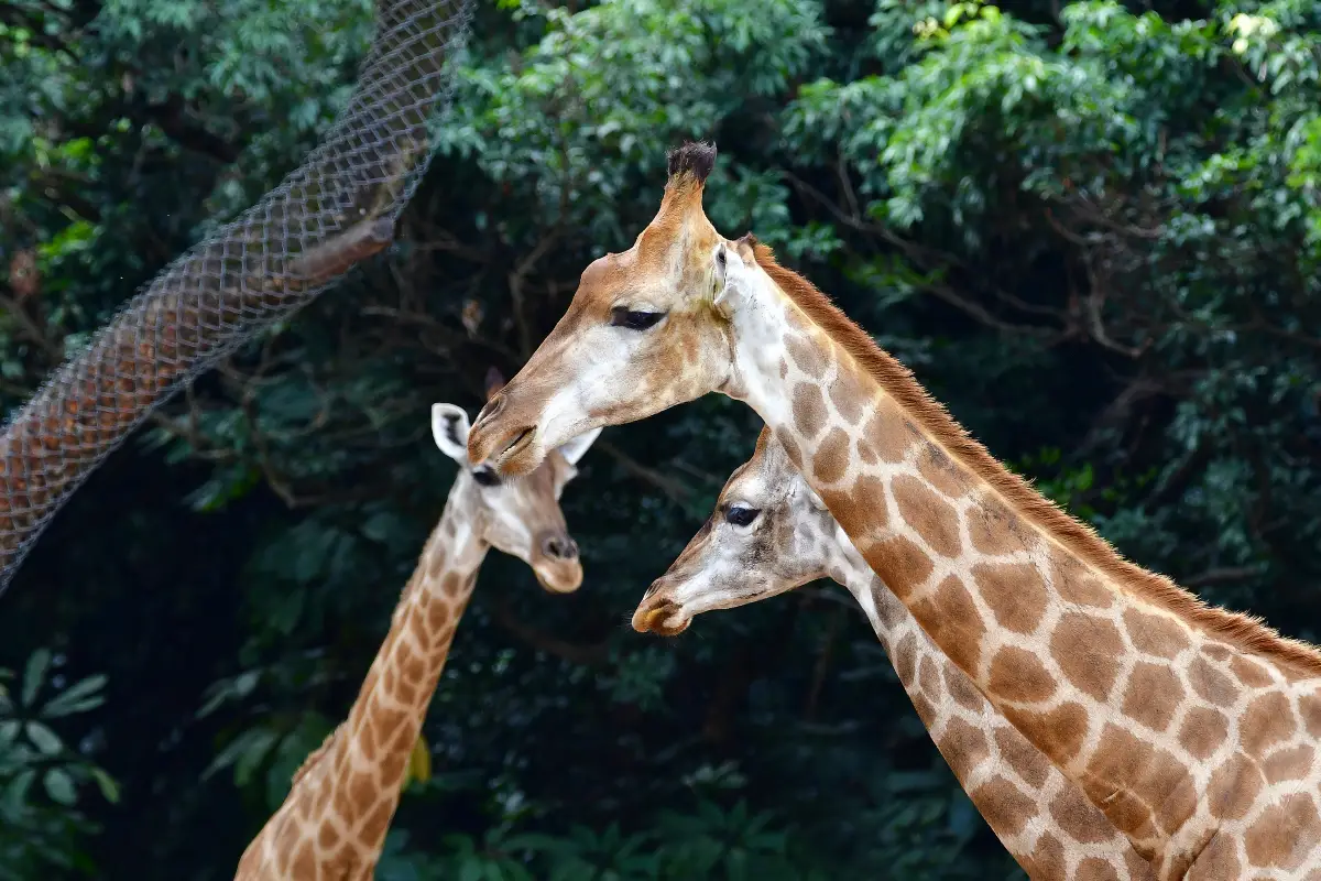 深圳獨遊, 深圳野生動物園