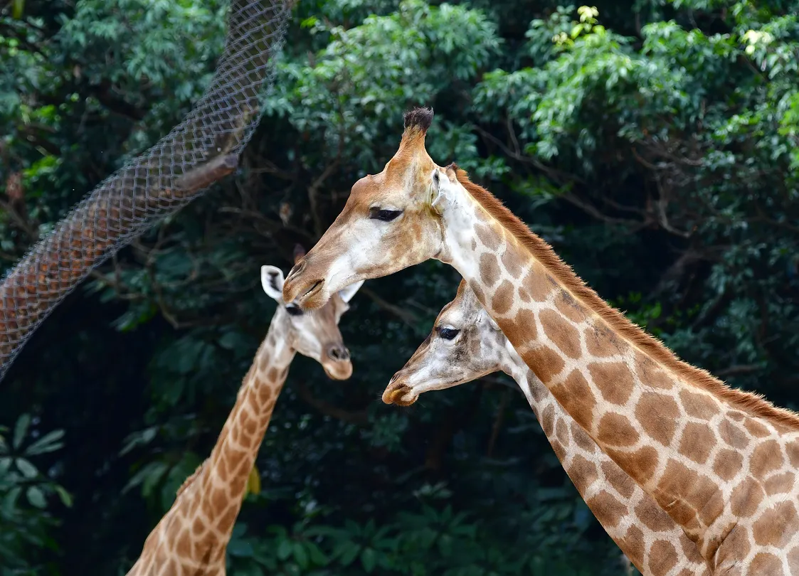 5_深圳野生動物園