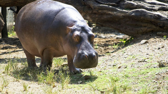 Veermata Jijabai Bhosale Botanical Udyan and Zoo